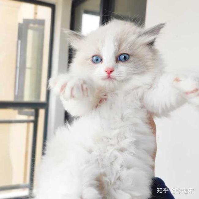 白尾巴尖的猫为什么不能要