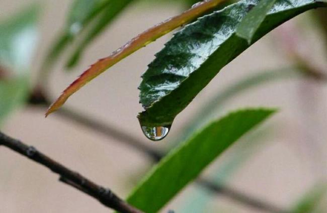 无声的雨是什么意思