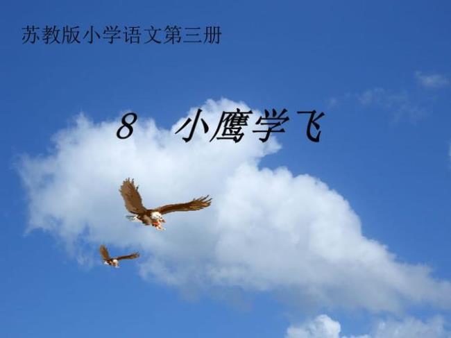 鹰学飞的过程