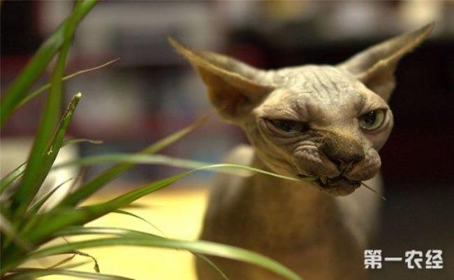 无毛猫哪种体型大