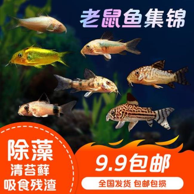 亲吻鱼和金苔鼠鱼混养
