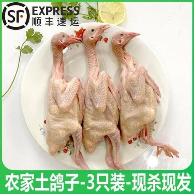 乳鸽是多大的鸽子