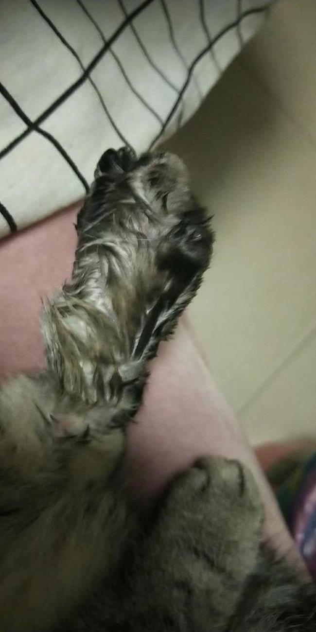 狗狗的脚被绳子套肿怎么