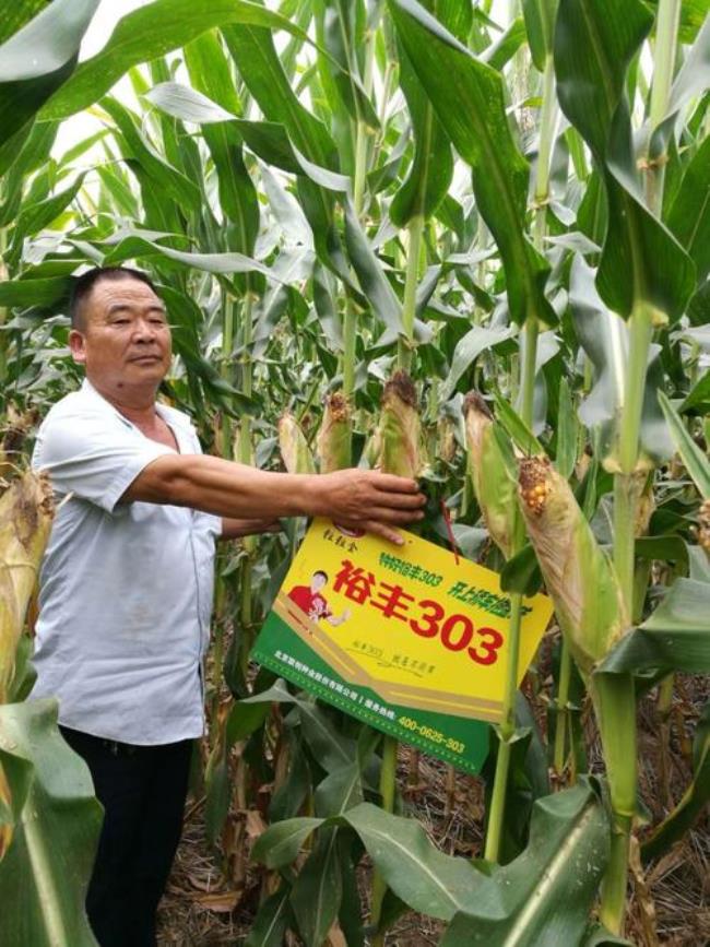 迪卡h1820玉米种