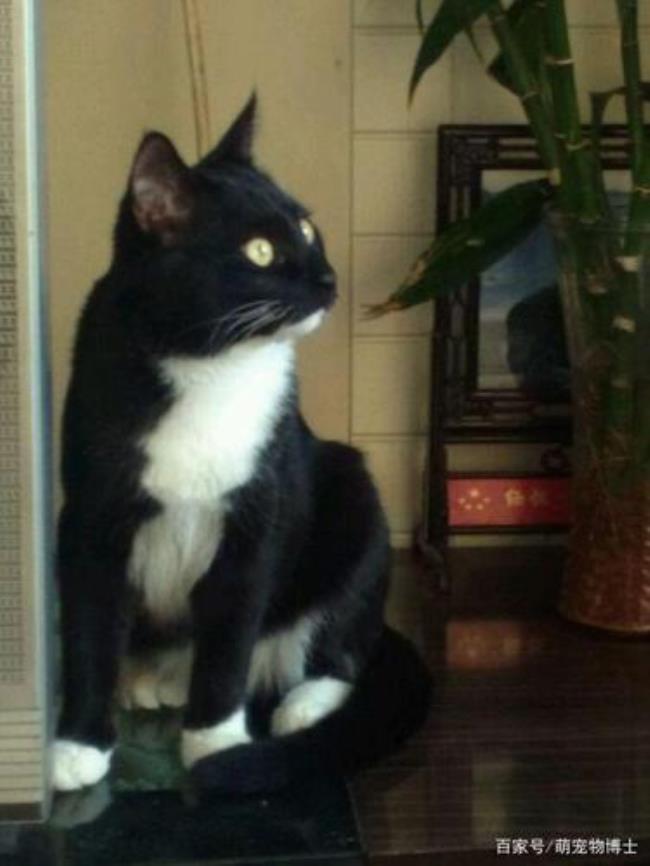 猫上黑下白古时候叫什么