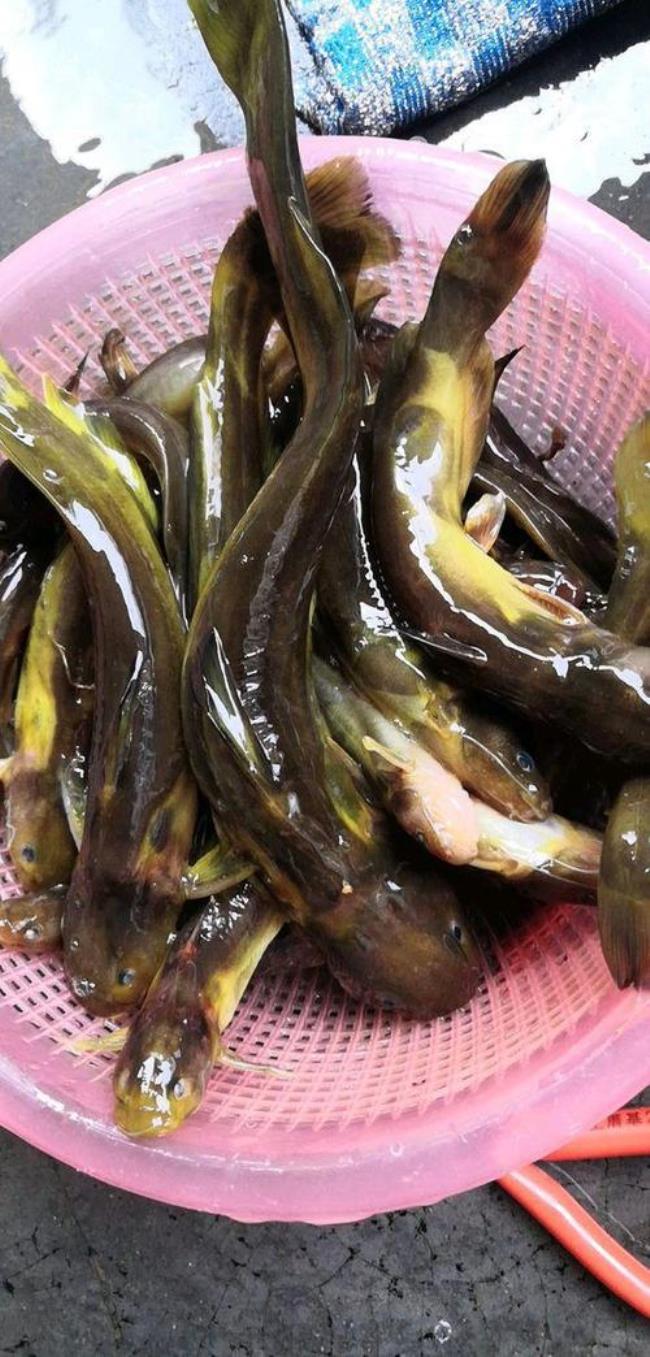 黄骨鱼什么温度喜欢觅食