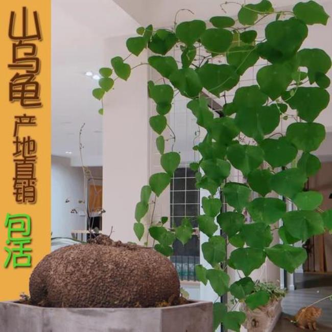 跟你的绿藤说再见多少集