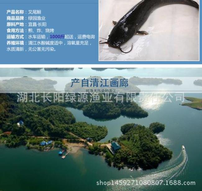 清江鱼是钳鱼吗