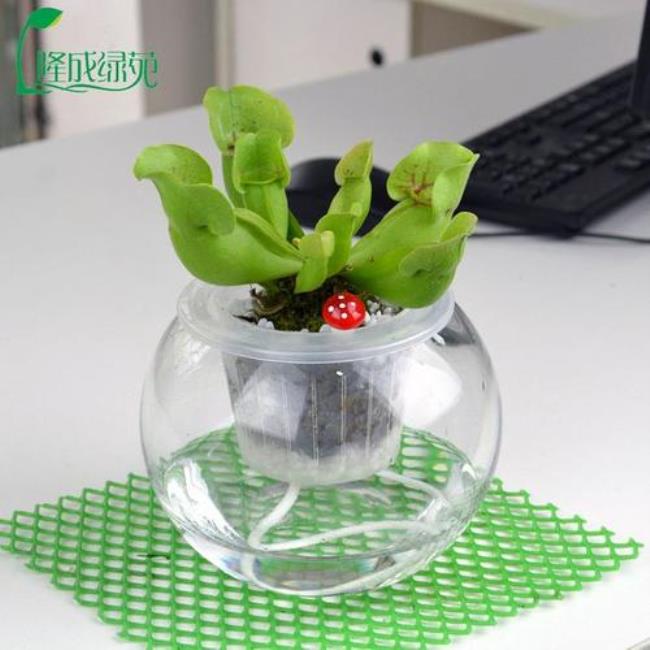 水养植物水里生虫怎么办