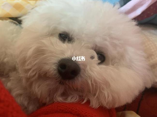 比熊不听话怎么叫都不来