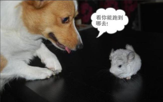 为什么狗抓老鼠比猫厉害