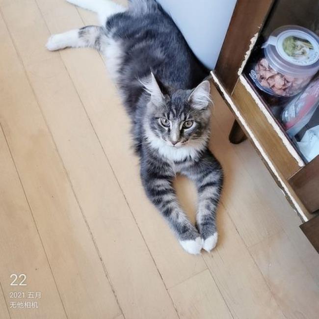 玳瑁猫小时候和长大一样吗