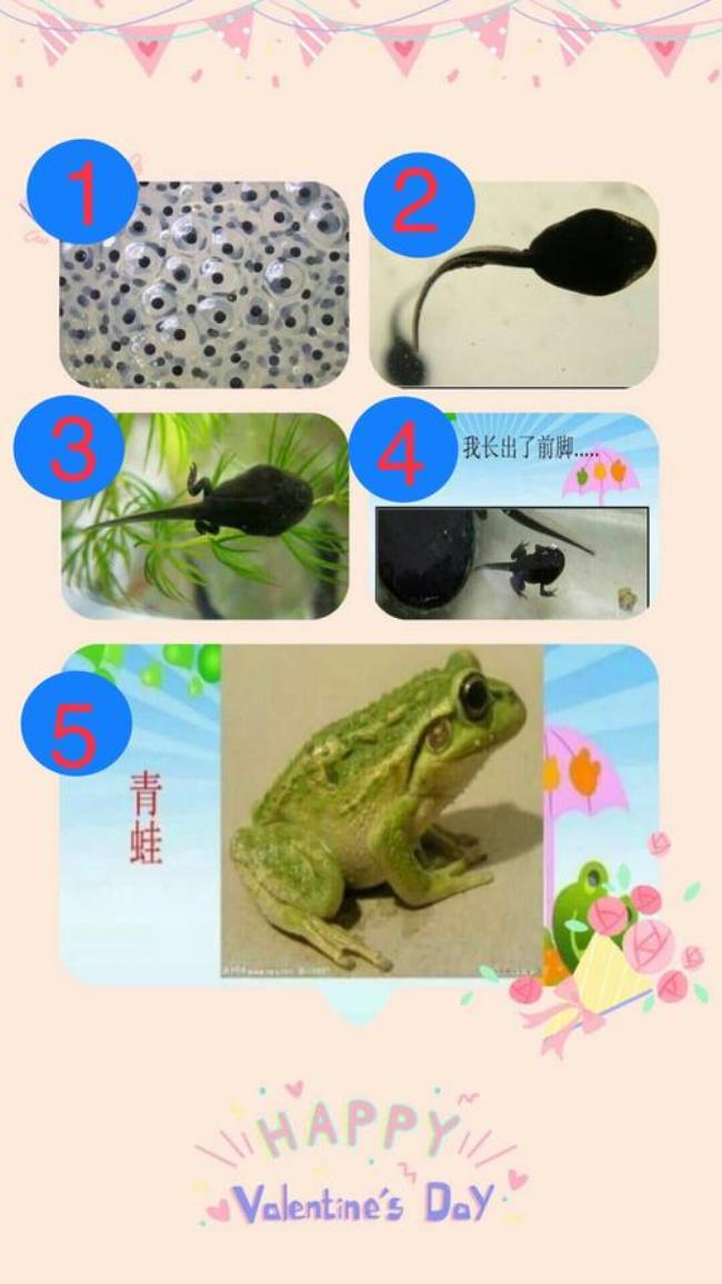 蝌蚪要几天才变青蛙