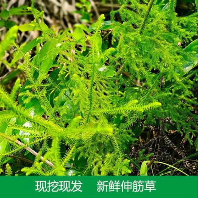 七条筋是什么草