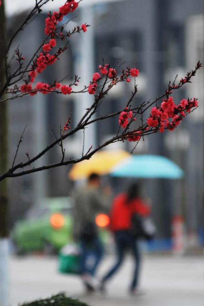 雨中泪雨中情原唱