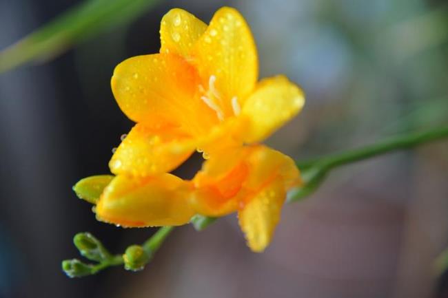 麦香兰开花时间