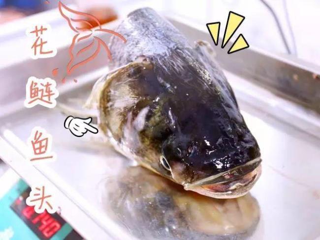 什么鱼头最小