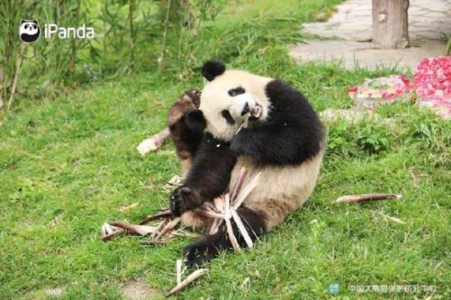 最会乔装打扮的是什么动物