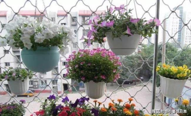 避孕药能不能给花做肥料
