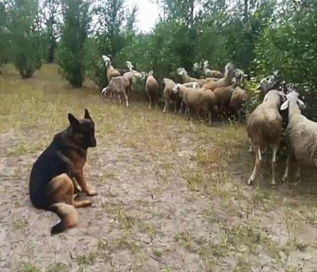 牧羊犬几个月会放羊