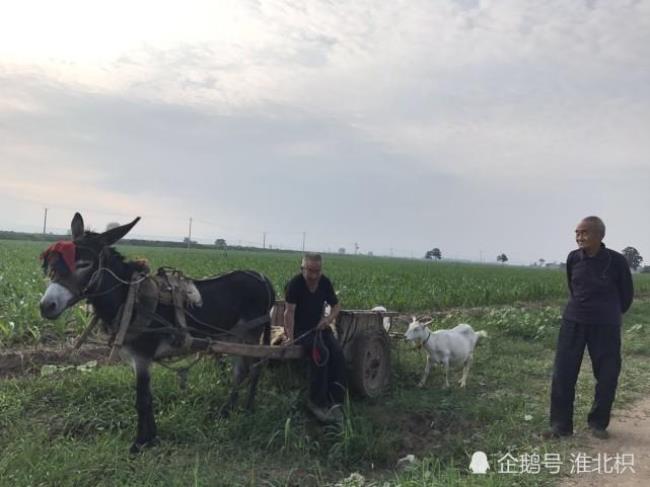 老人和儿子抬毛驴的故事