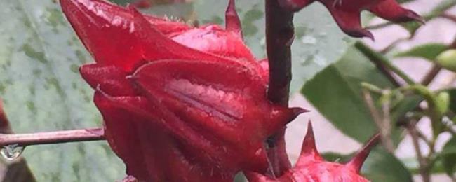 洛神花的花语是什么