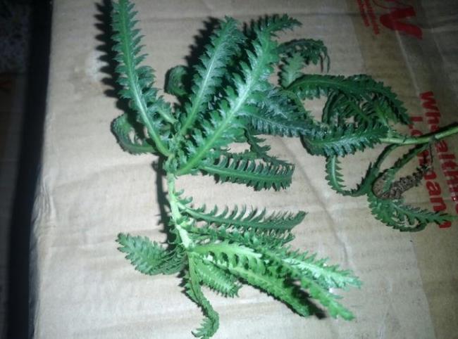 草草药意思