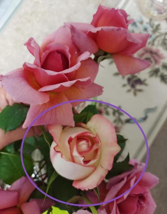小玫瑰花多少度会冻死