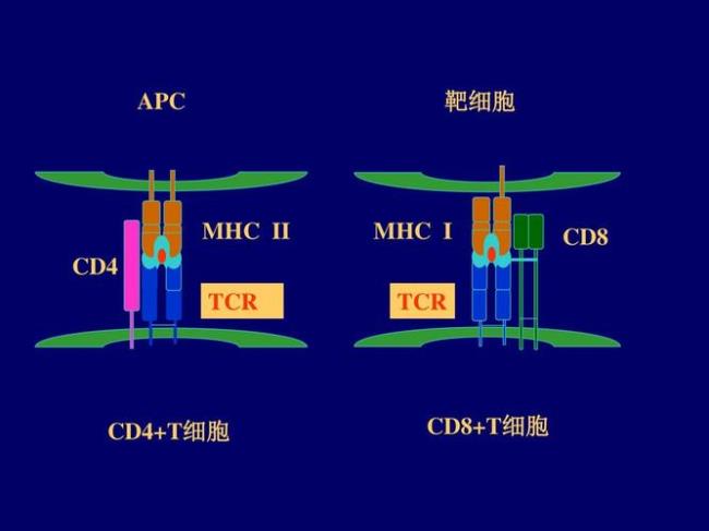 e受体是哪种细胞的表面分子