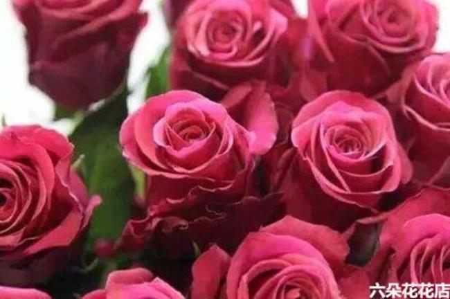 玫瑰花生在什么季节