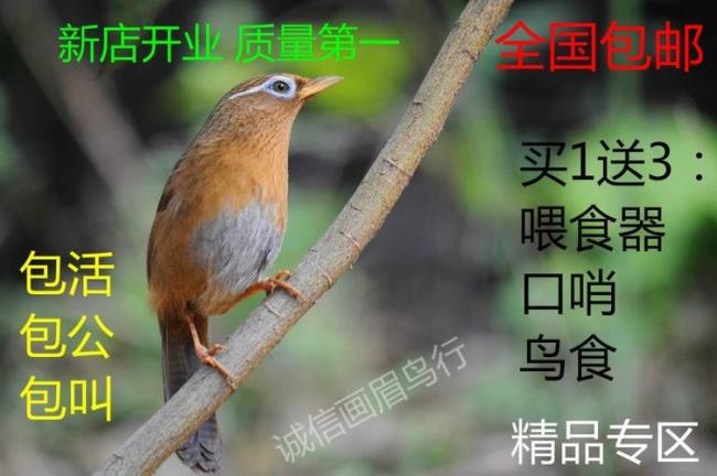 画眉生头放什么音