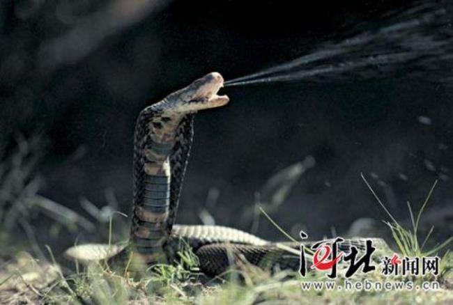 眼镜蛇组织是什么