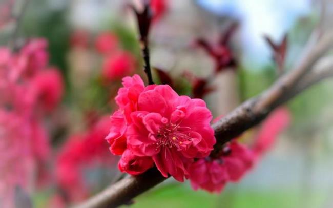 红色桃花结什么果
