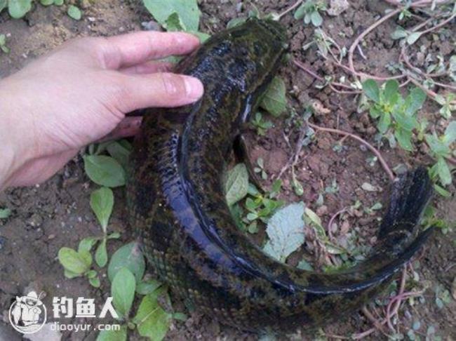 浑水用什么饵跳钓黑鱼
