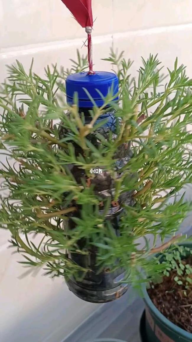 买的花放在瓶子里会不会枯萎