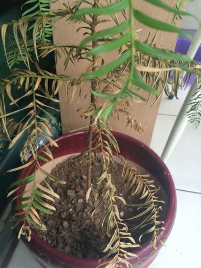 豆杉的叶型