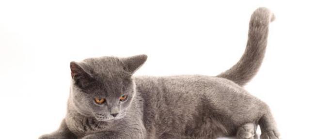 蓝猫重点色怎么回事