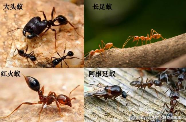 蚂蚁过火海的真实故事