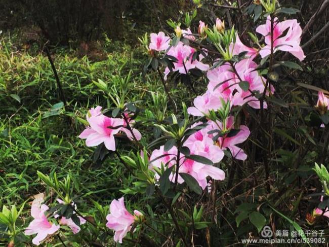 人间芙蓉色是什么时候拍摄的