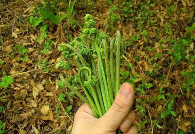 蕨类有毒吗