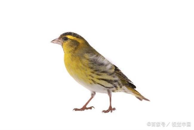 麻料鸟和黄鸟哪个好
