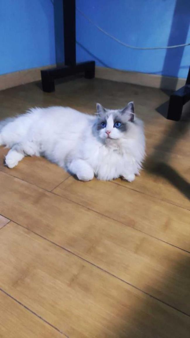 布偶猫穿衣服好吗