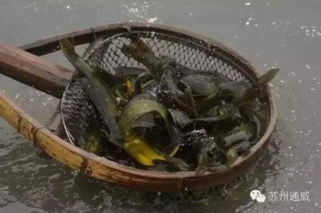 骨鱼养殖方法及注意事项
