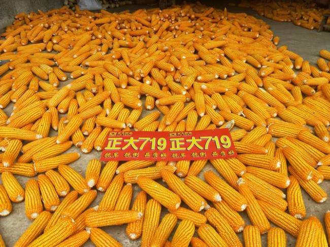 正大695和正大719哪个好