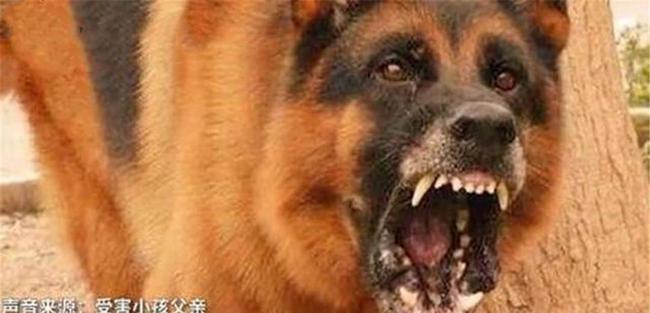 上海恶犬伤人赔偿标准