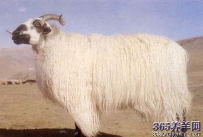 羊羊羊一共多少关