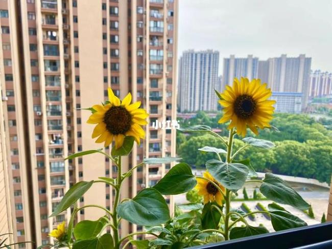 向日葵开花叫什么名字