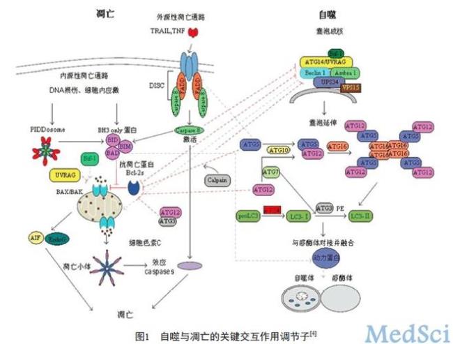 经济的细胞形式是什么