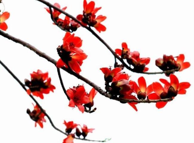 红绒花种植方法