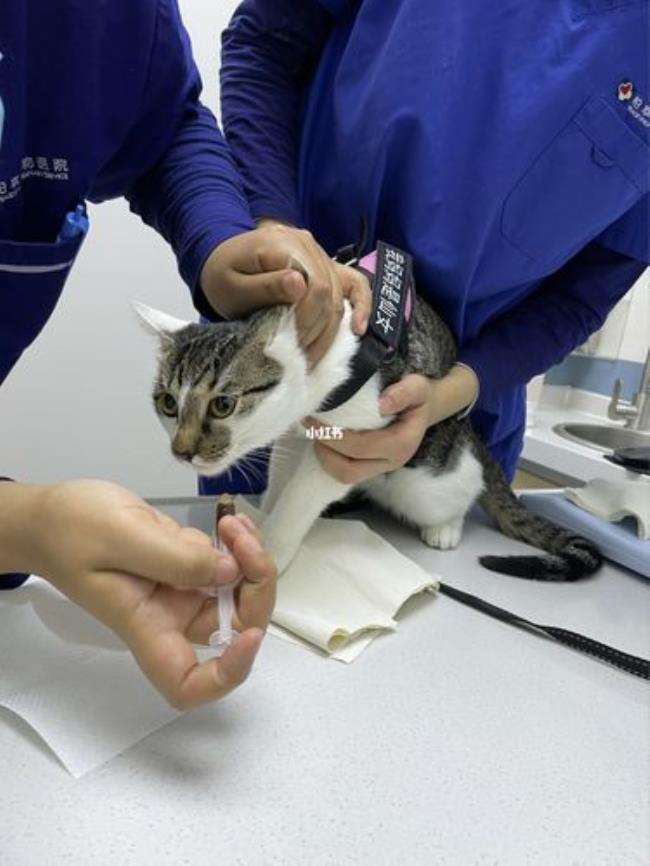 宠物店给猫除虫打针要多少钱